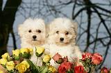 COTON DE TULEAR 005
